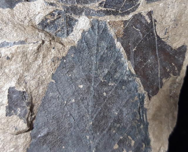 Fagus sylvatica (LINNAEUS 1755) - Bild &copy; FossNet FossilienStore